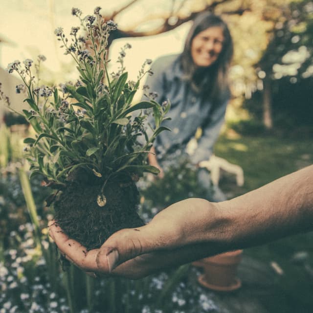 Planting plant in a garden